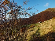 20 Rosa canina con vista in Baita Baciamorti